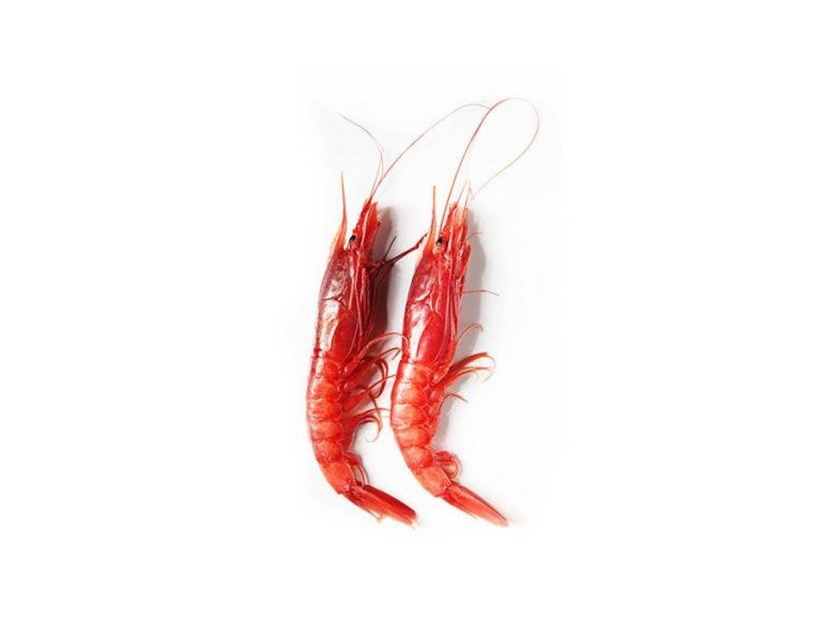 Egyptian Red Shrimp