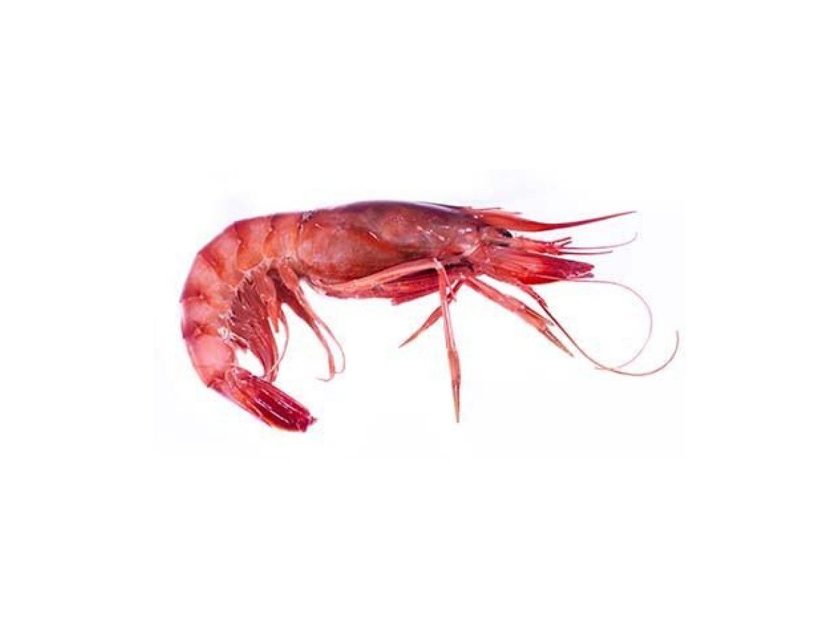 Blue and red shrimp