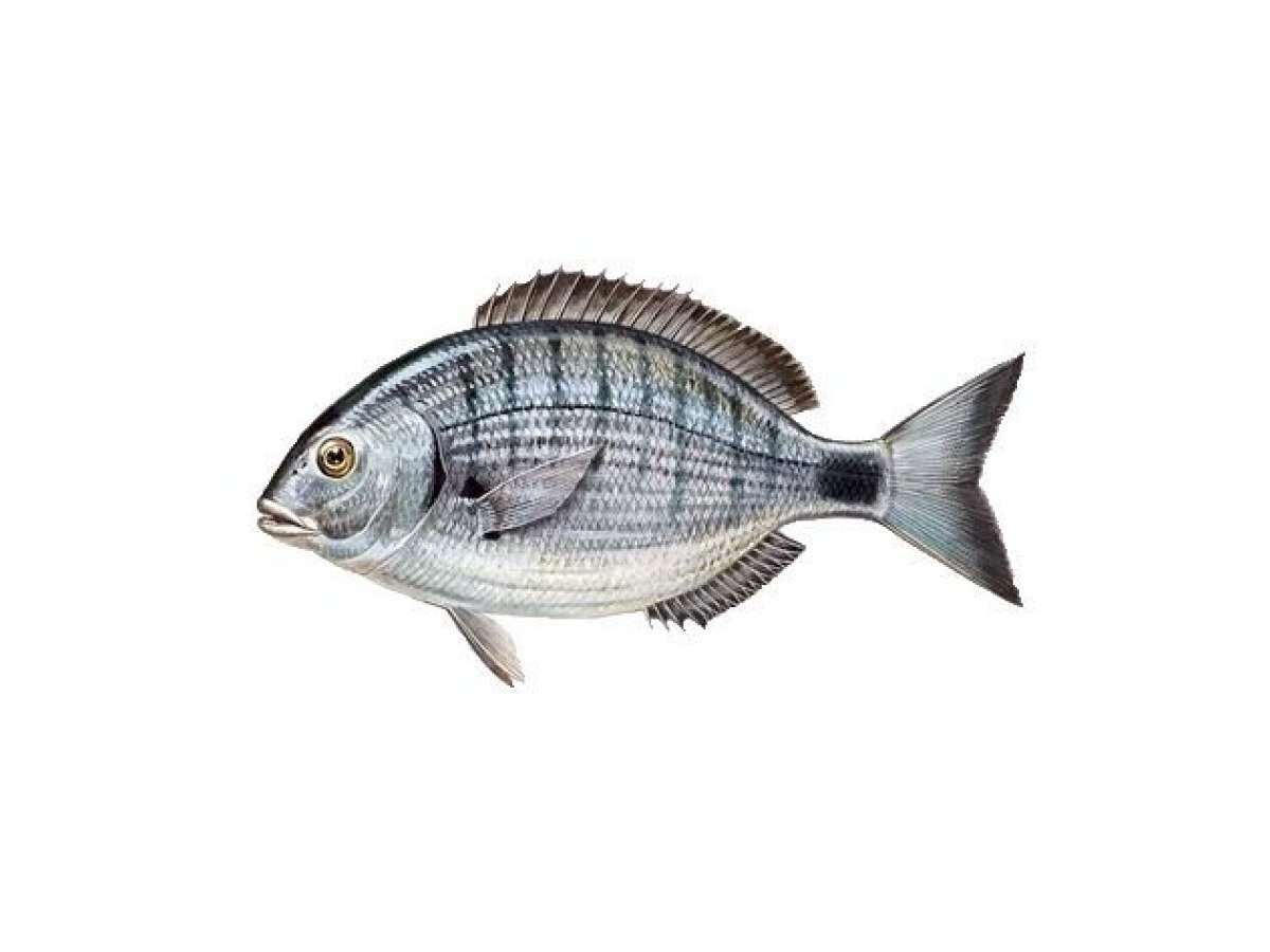 White Seabream