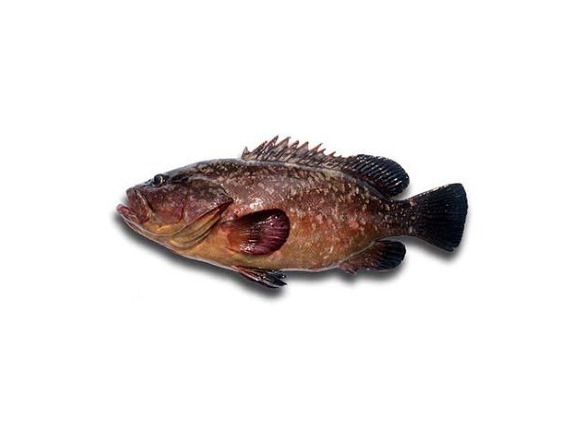 Dusky Grouper