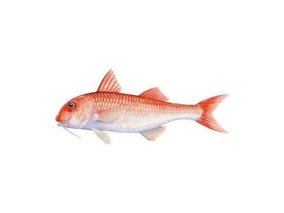 Red Mullet