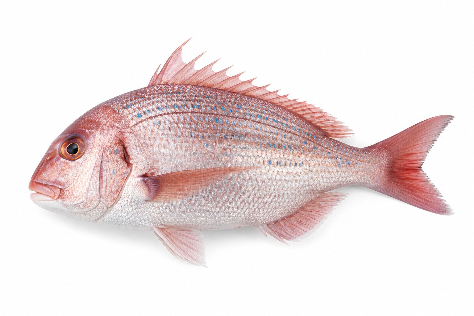 Bluespotted seabream