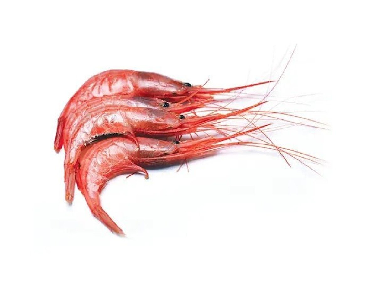 Soldier Striped Shrimp